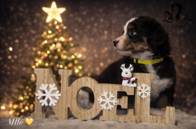 Les chiots de Bouvier Bernois