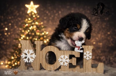 Les chiots de Bouvier Bernois