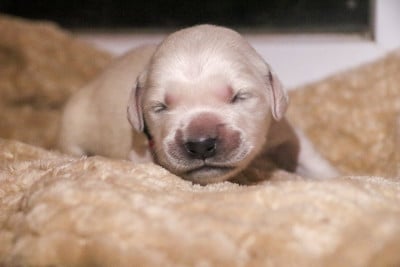 Les chiots de Golden Retriever