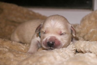 Les chiots de Golden Retriever