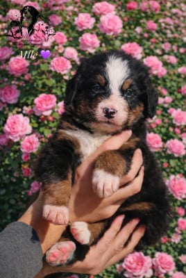 Les chiots de Bouvier Bernois