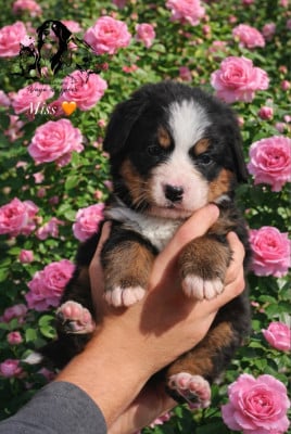 Les chiots de Bouvier Bernois