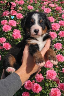 Les chiots de Bouvier Bernois
