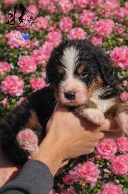 Les chiots de Bouvier Bernois
