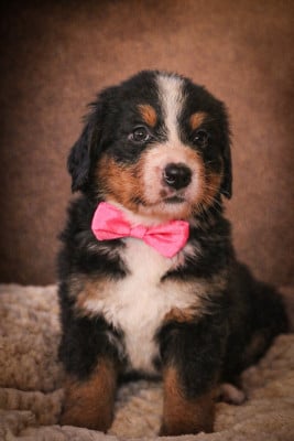 Les chiots de Bouvier Bernois