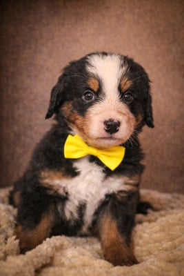 Les chiots de Bouvier Bernois