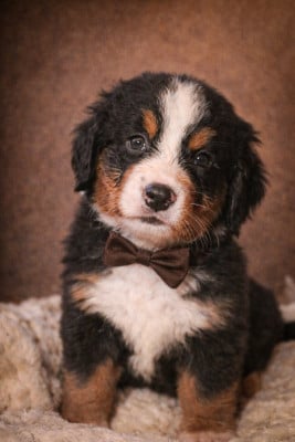 Les chiots de Bouvier Bernois