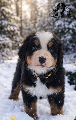 Les chiots de Bouvier Bernois
