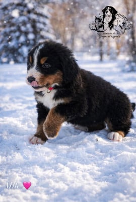 Les chiots de Bouvier Bernois