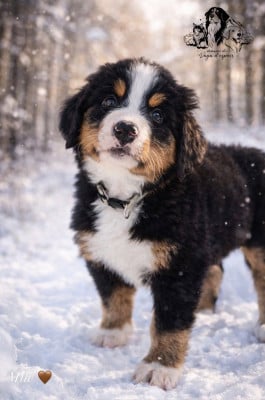 Les chiots de Bouvier Bernois