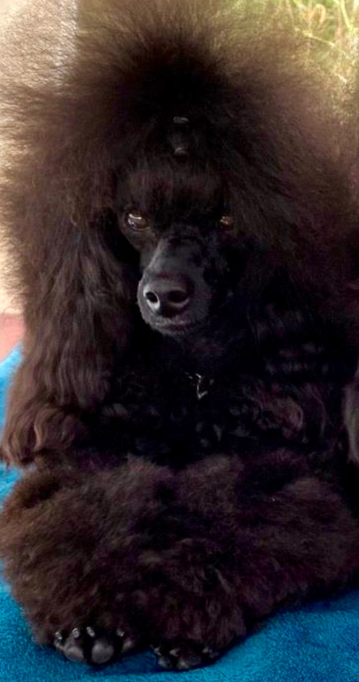 Rothchild-black de la route Jacques Coeur