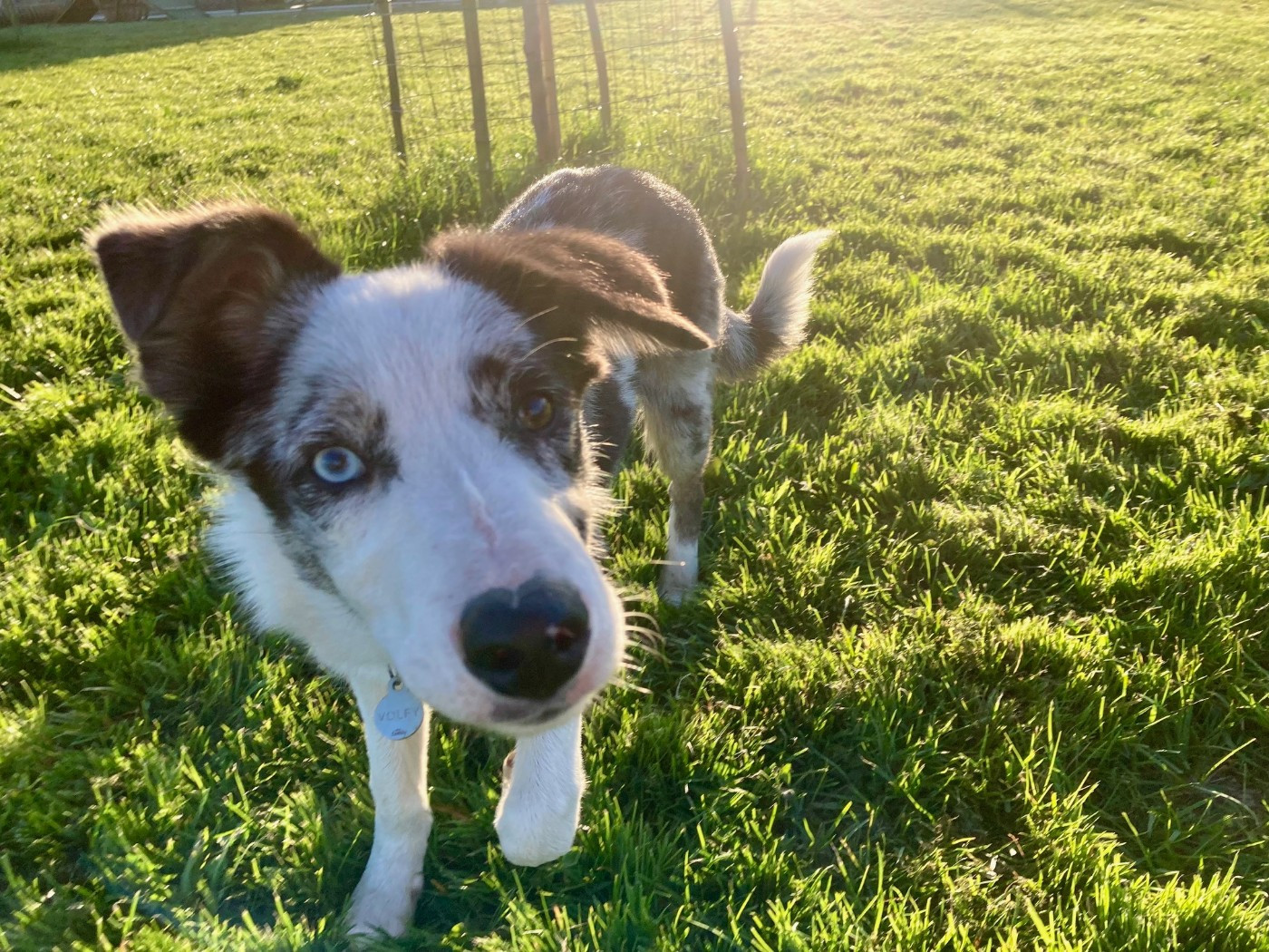 Volfy Giving a Thrill