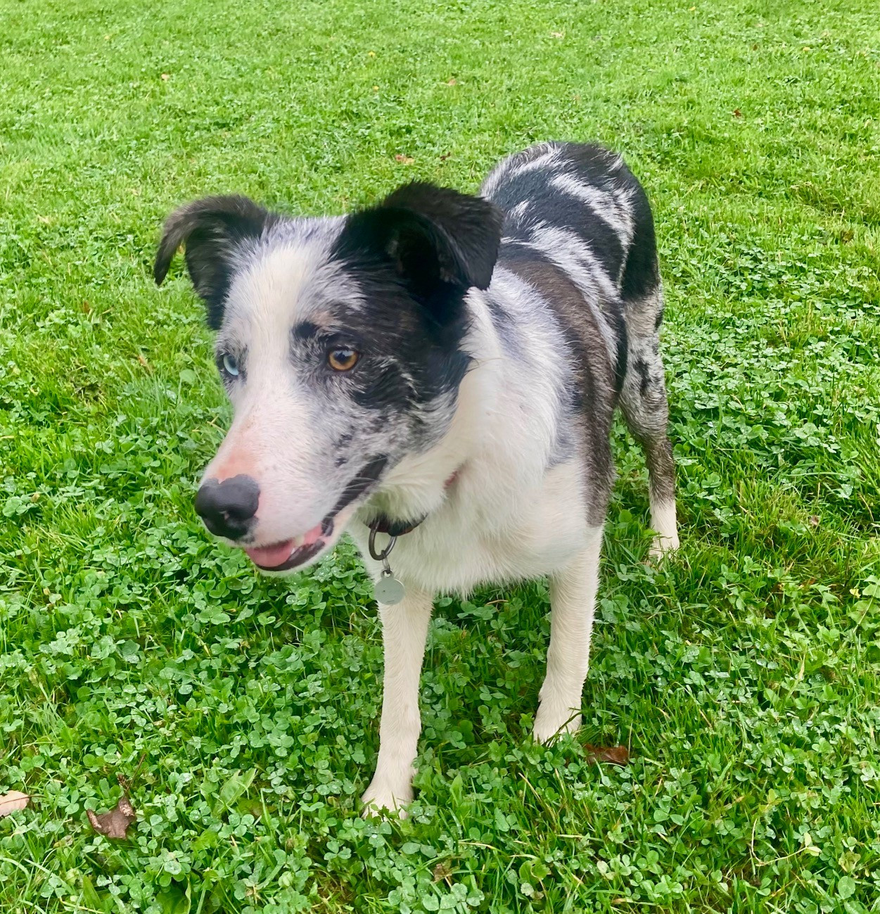 Volfy Giving a Thrill