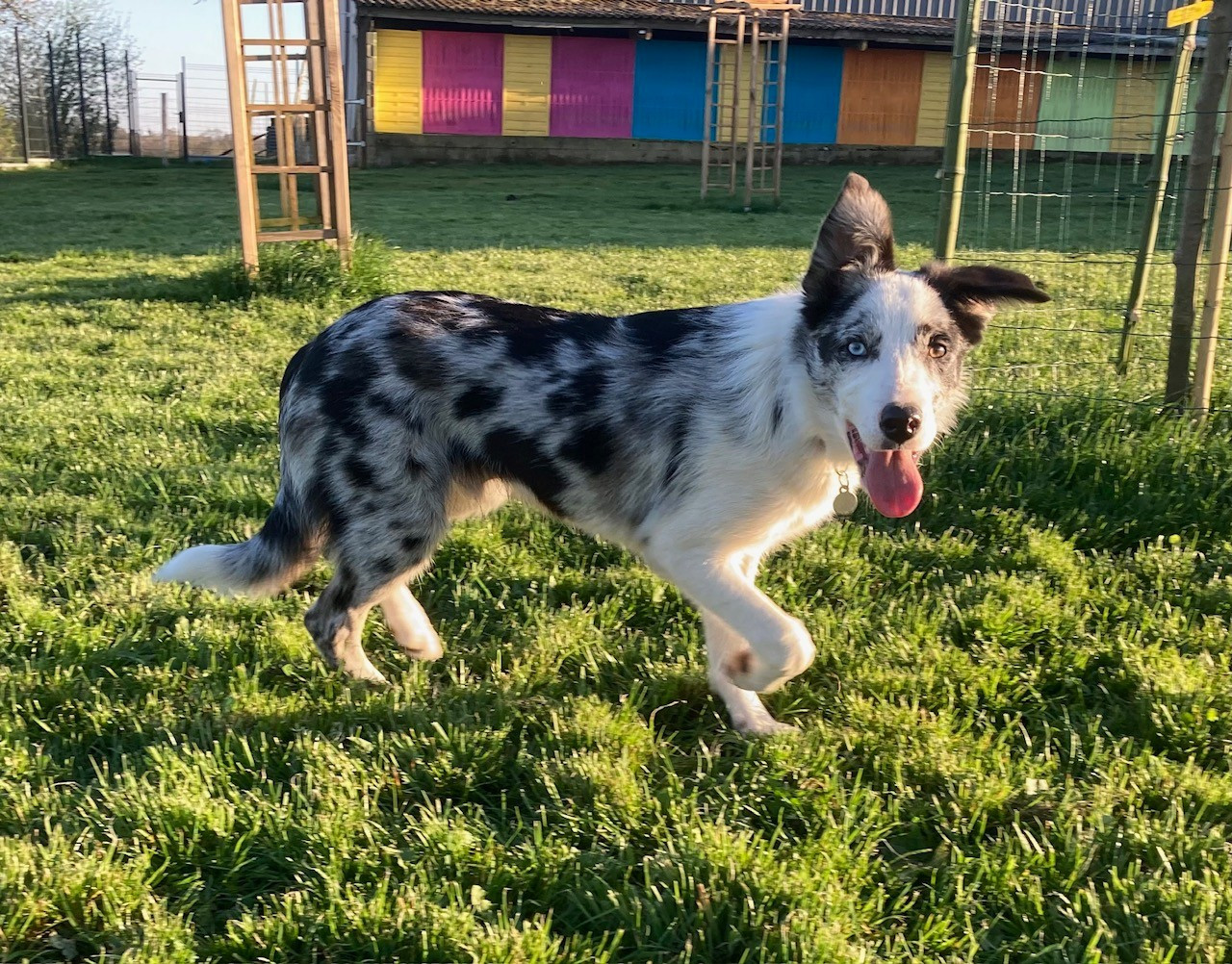 Volfy Giving a Thrill