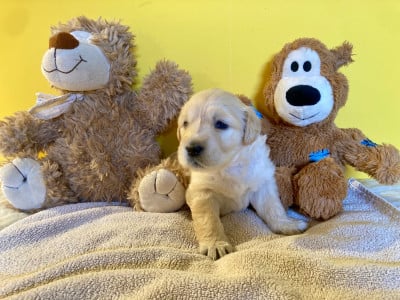 Les chiots de Golden Retriever