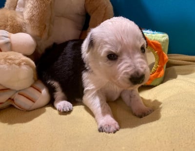 Les chiots de Border Collie