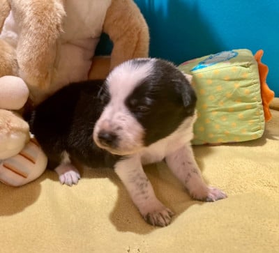 Les chiots de Border Collie