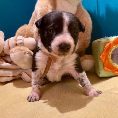 Les chiots de Border Collie