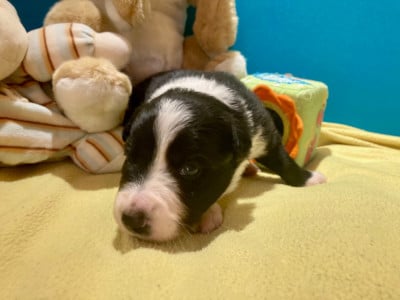 Les chiots de Border Collie