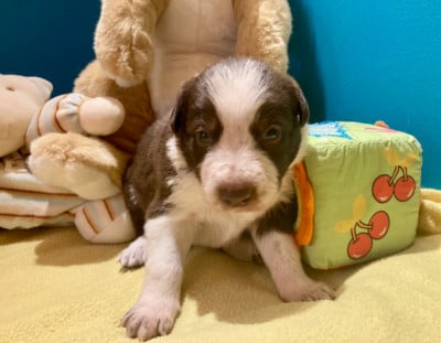 Les chiots de Border Collie