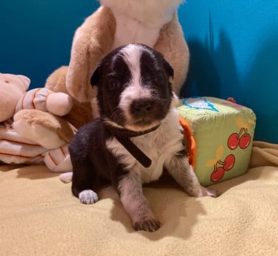 Les chiots de Border Collie