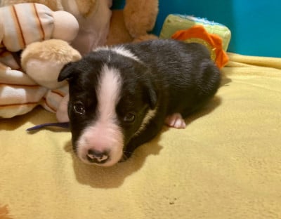 Les chiots de Border Collie