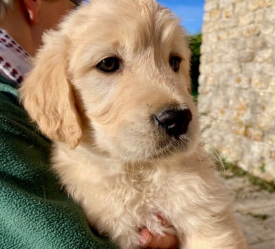 Les chiots de Golden Retriever