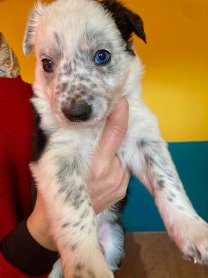 Les chiots de Border Collie