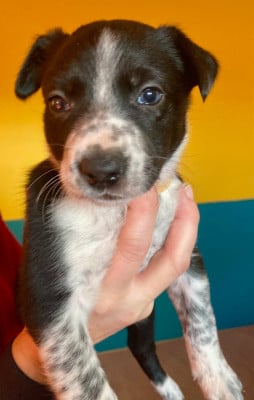 Les chiots de Border Collie
