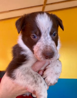 Les chiots de Border Collie