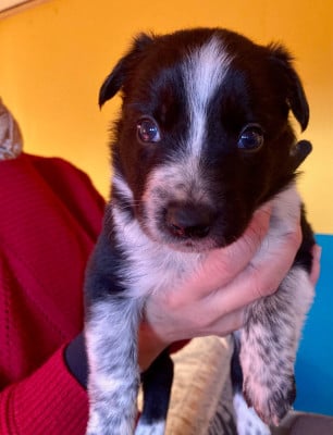 Les chiots de Border Collie