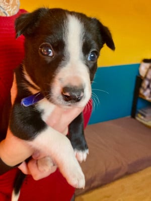 Les chiots de Border Collie