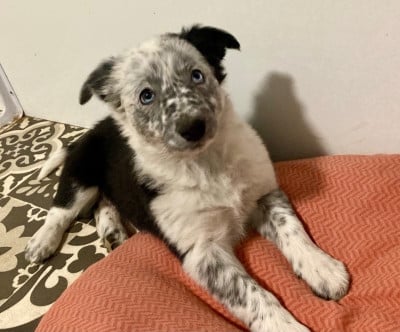 Les chiots de Border Collie