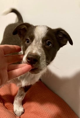 Les chiots de Border Collie