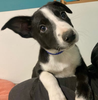 Les chiots de Border Collie