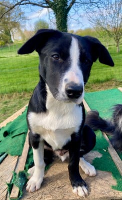 Les chiots de Border Collie