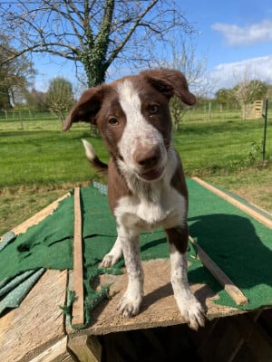 Les chiots de Border Collie
