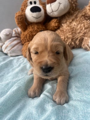 Les chiots de Golden Retriever