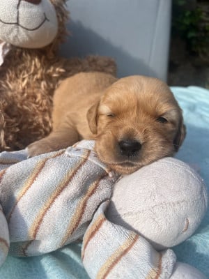 Les chiots de Golden Retriever