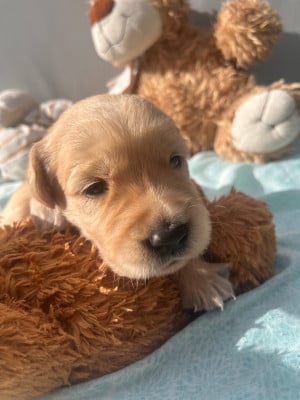 Les chiots de Golden Retriever