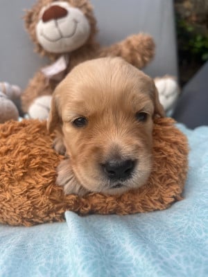 Les chiots de Golden Retriever