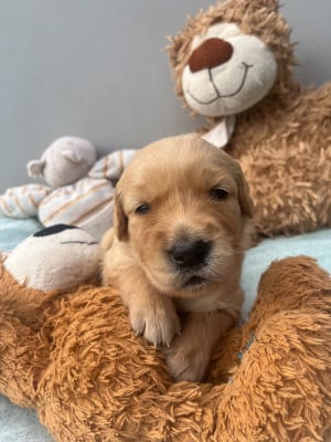 Les chiots de Golden Retriever