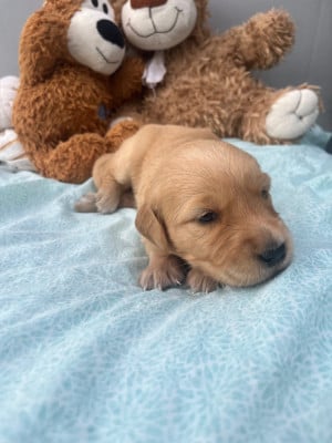 Les chiots de Golden Retriever
