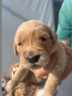 Les chiots de Golden Retriever