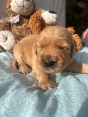 Les chiots de Golden Retriever