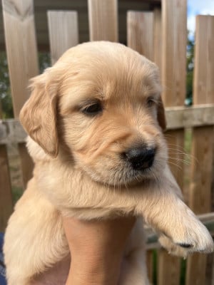Les chiots de Golden Retriever