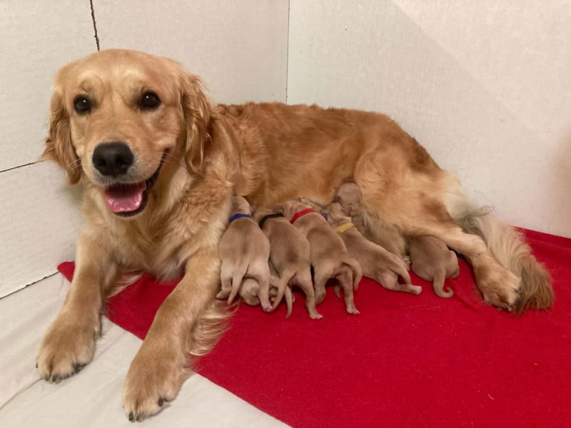 Golden Retriever - (Sans Affixe)