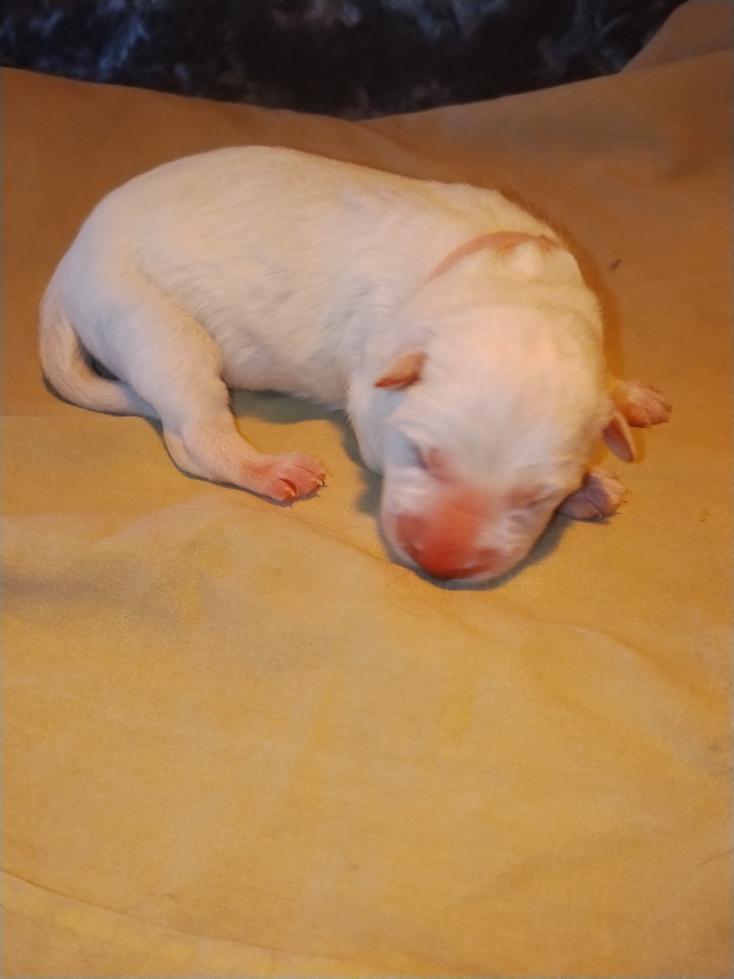 CHIOT 2