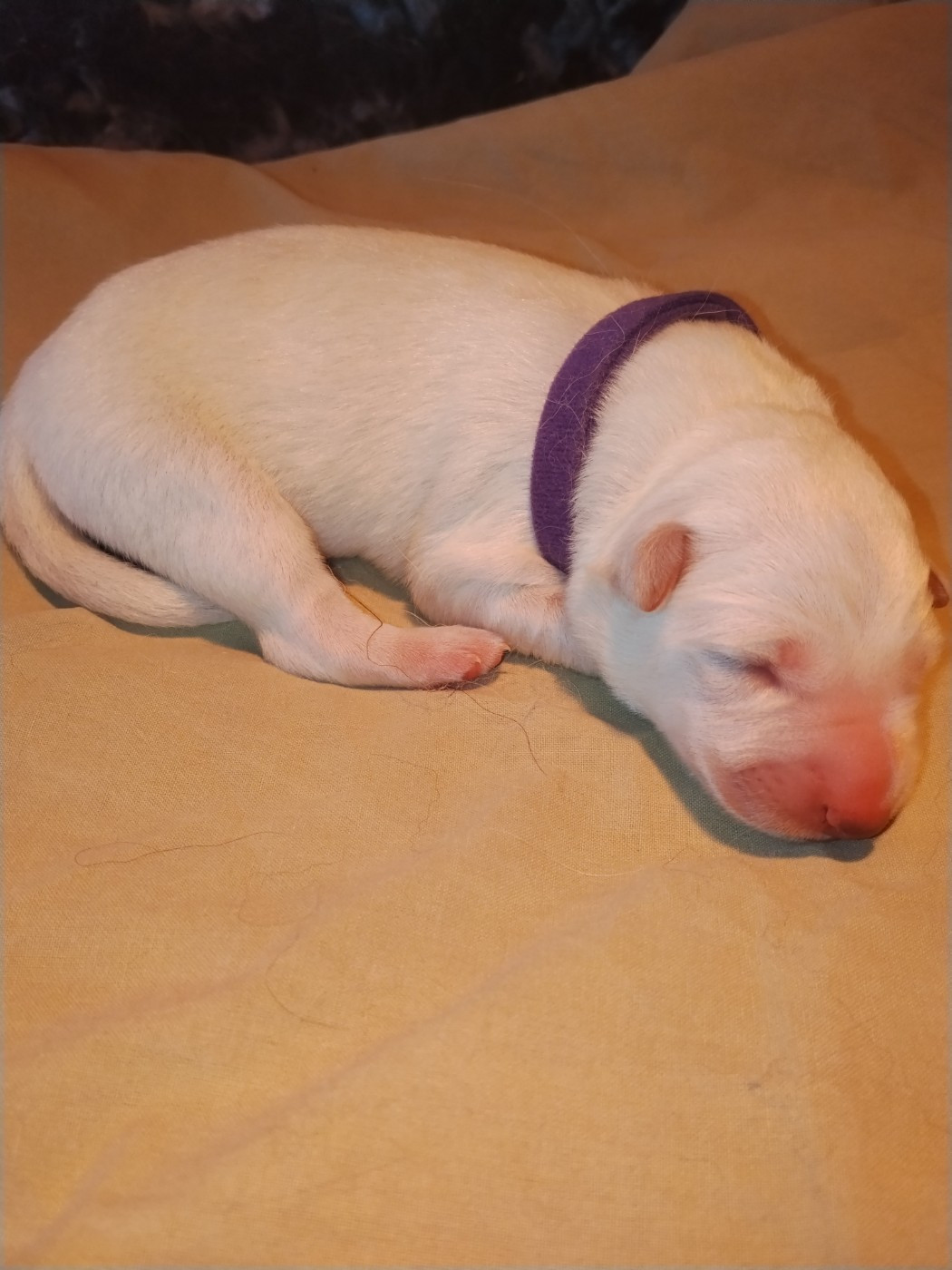 CHIOT 1