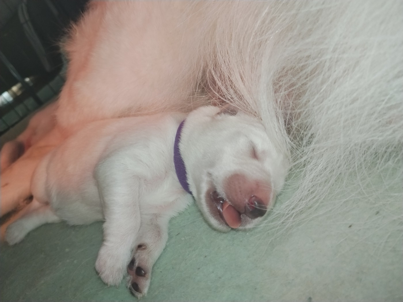 CHIOT 1
